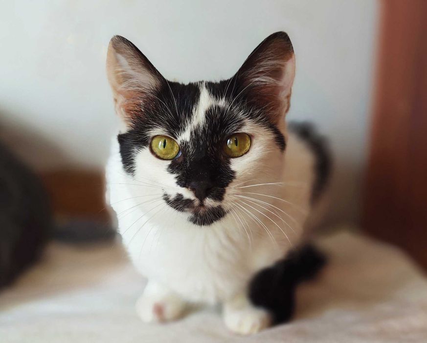 Гарна, незвичайна, екзотична кото-дівчинка Панді (4 міс.). Кошка