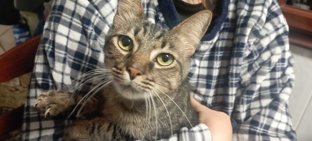 O Tofu precisa de um lar. Urgente