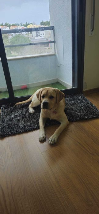 Cadela de Raça Pura com LOP - Muito doce e brincalhona
