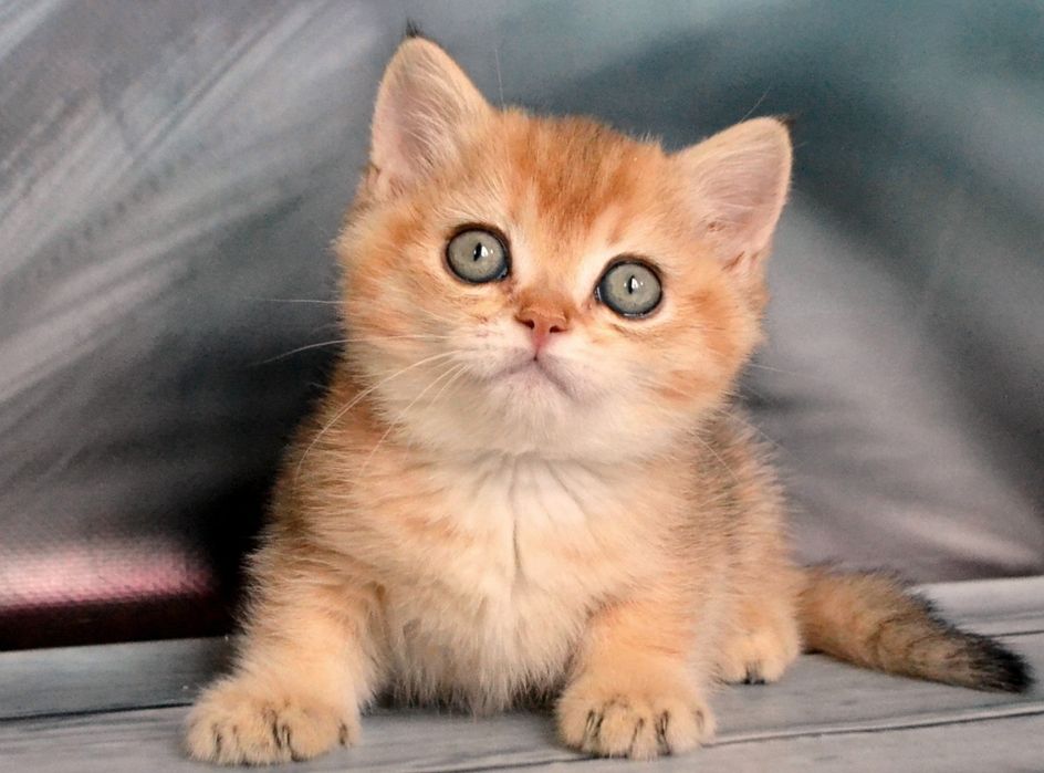 Крутезний золотий котик