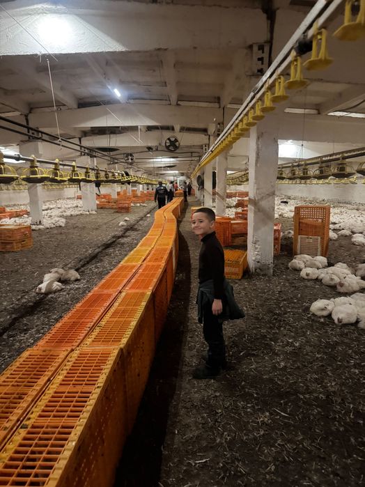 Продається ферма, пташник, вирощування птиці.