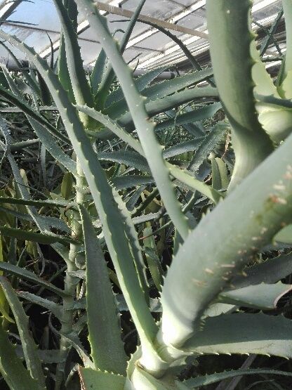 hydraloe 2100 aloe vera Hueve Aloe Vera 100% Soothing Gel 9.17oz (Tube) main image 0
