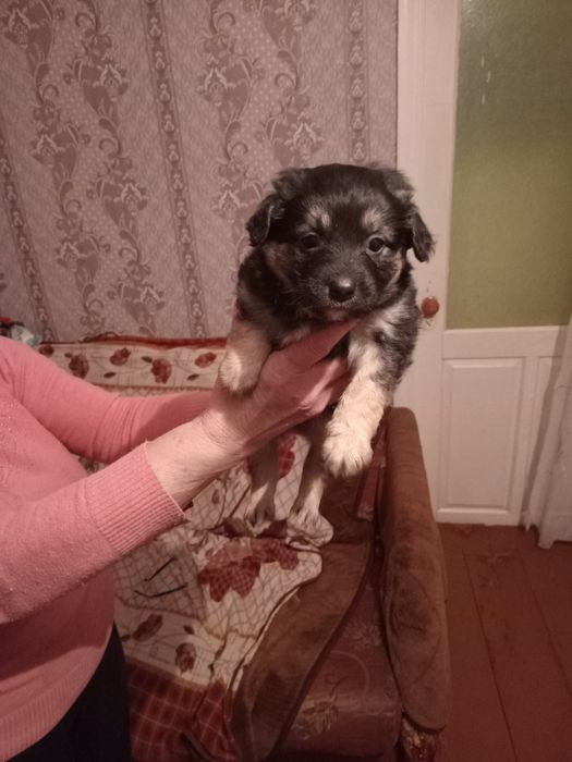 Врятовані цуценятка шукають родину