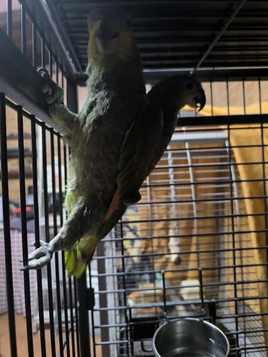 Amazona amazonicos 2025