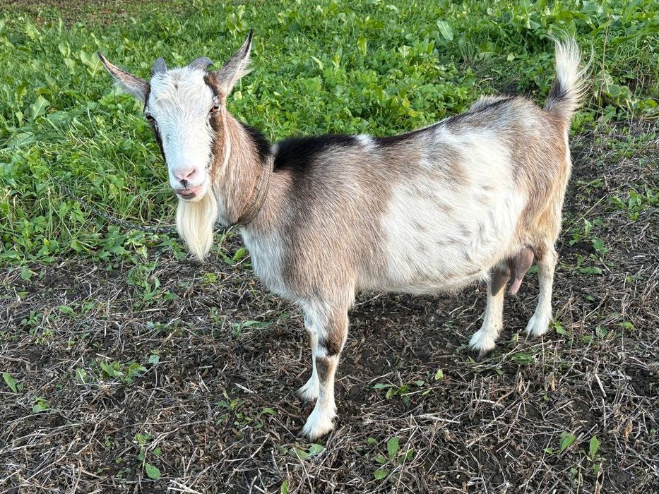 Продам дійну  козу та козеня