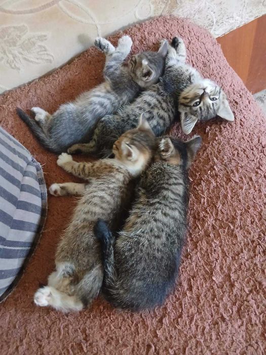 Кошенятка, діти війни з фронту