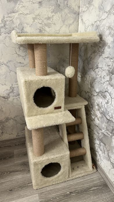 Кошачій булиночок. Когтіточка