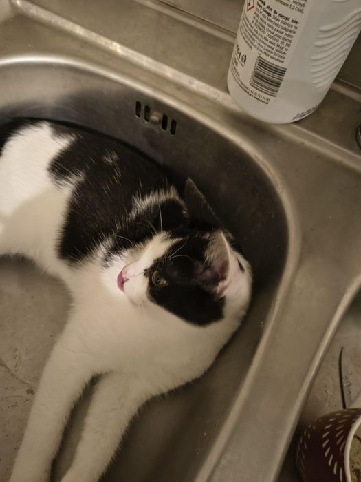 Zaginąło kocie dziecię