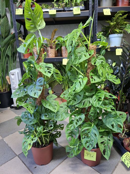 Monstera Adansonii mostok