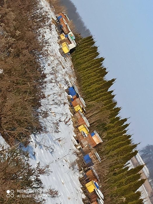 Sprzedam rodziny  pszczele ramka wielkopolska