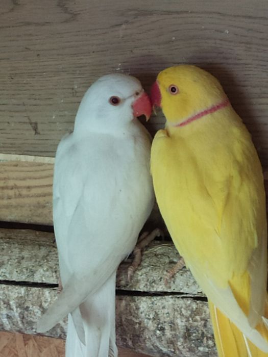 Sprzedam aleksandrette