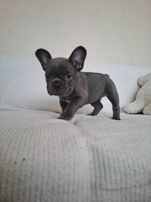 Buldog Francuski dziewczynka Blue