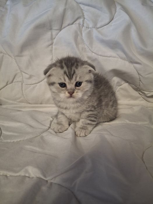 Чистокровні шотландські кошенята шотландские котята