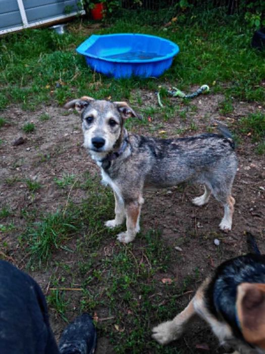 Lilly szuka domu ma 4 miesiące