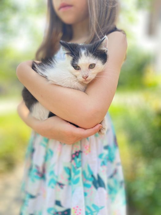 Віддам котиків безкоштовно