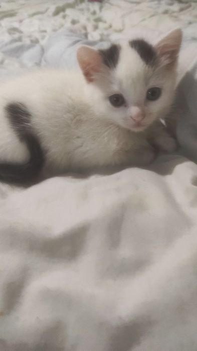 Котята за дякую !
