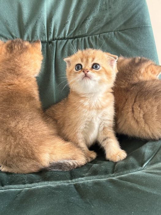 Скотіш Фолд! Шотландські вислоухі кошенята! Золоті  Шиншили