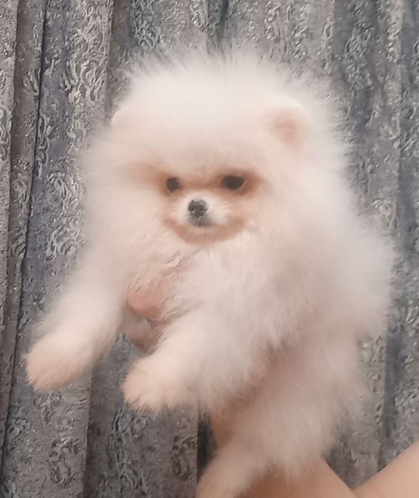 Детки конфетки, Девочки и мальчики.