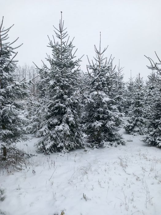 świerk pospolity hurt/detal