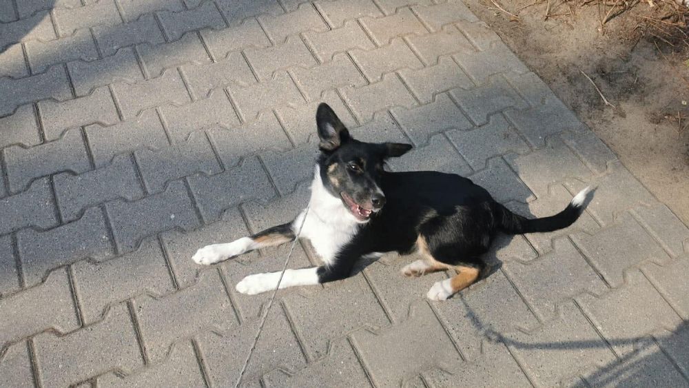 Piekna psina szula swojego pana