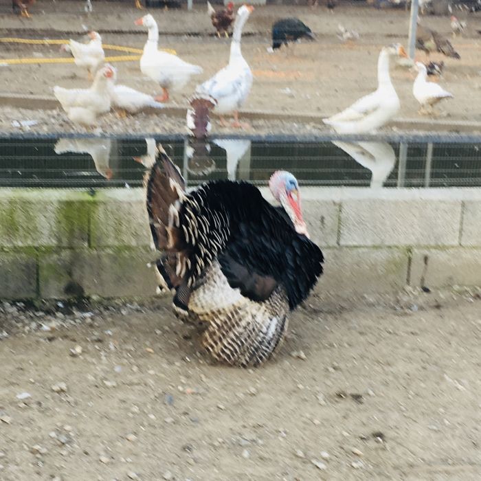 Perus de varias idades.