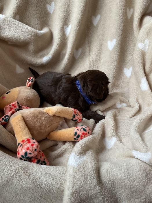 Shih tzu CzekoladowyPiesek