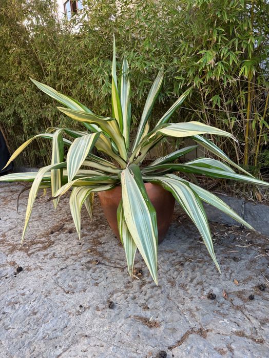 Agave americano amarelo grande