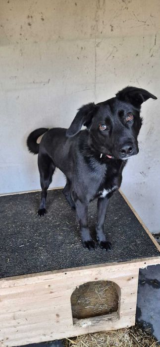 Marnuje młodość w przytulisku pomóż adoptuj