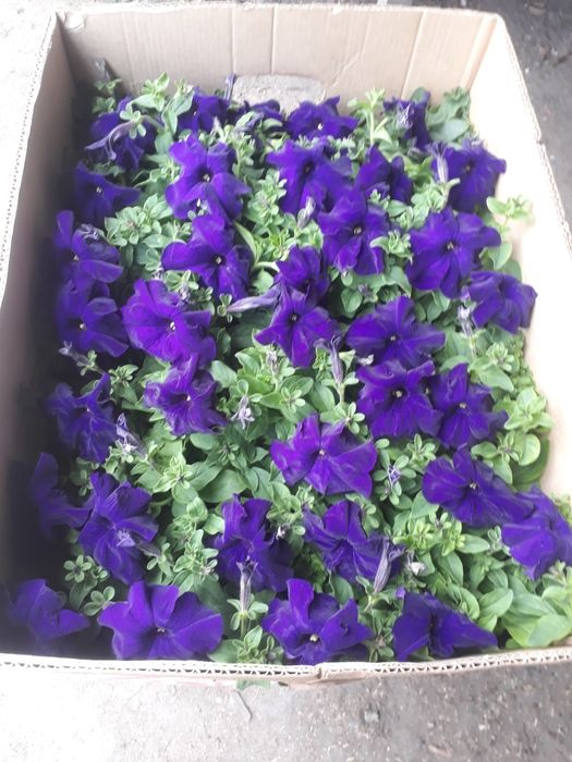 продам питунью сальвия