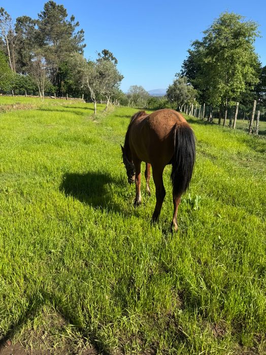 Vendo Cavalo garrano cruzado. Vacinado, chip, livro verde e já com algum maneio, Muito meigo e bem tratado!