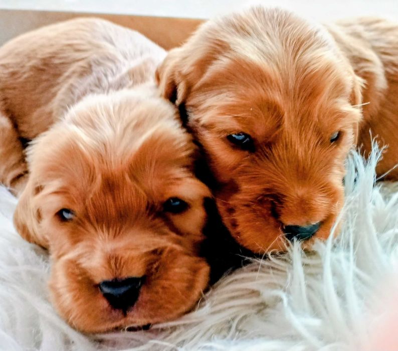 Przepiękny szczeniak rasy Cocker Spaniel