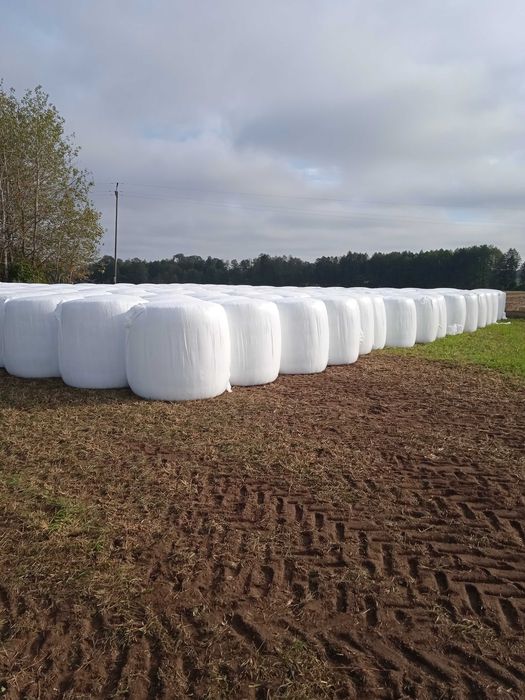 Sprzedam bele kukurydzy