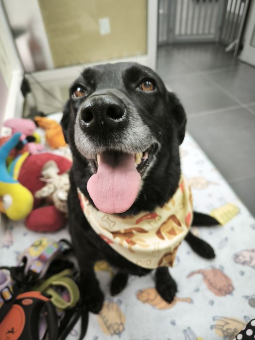 Cadela para adoção