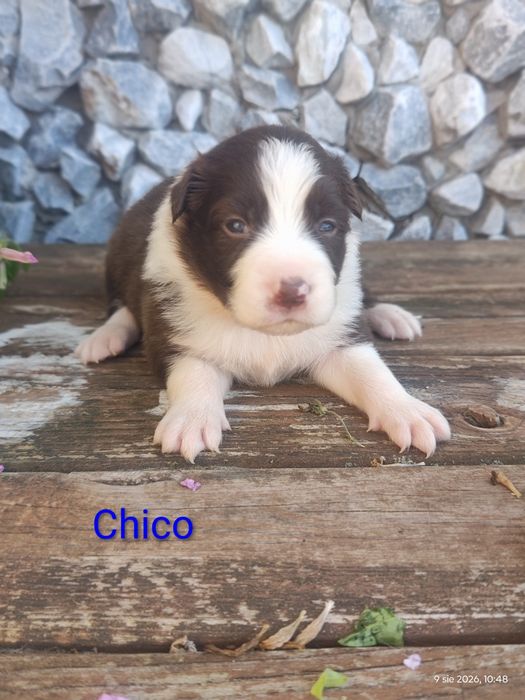 Border collie piesek czekoladowo biały przebadani rodzice