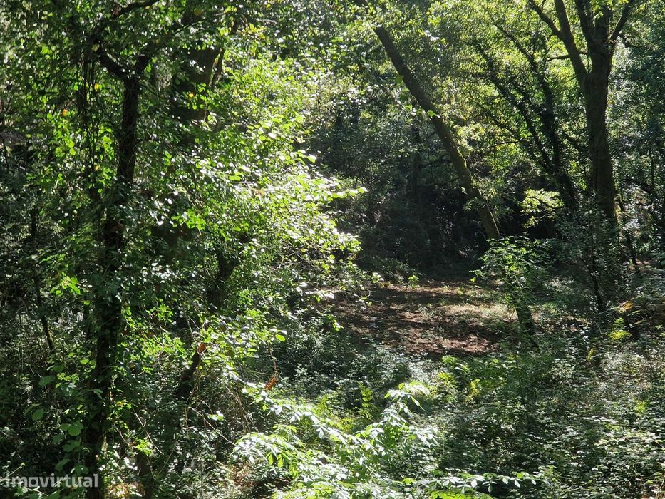 Terreno  Venda em Mosteiro,Vieira do Minho