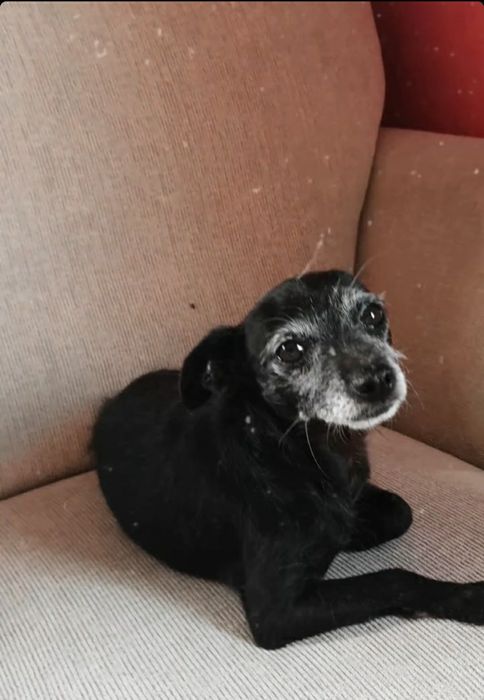 2 Cães de porte pequenao