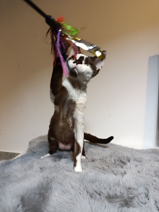Kotka Devon rex cudo  rodowód FPL