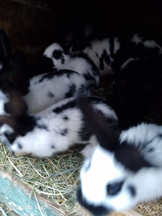 Sprzedam młode króliczki.