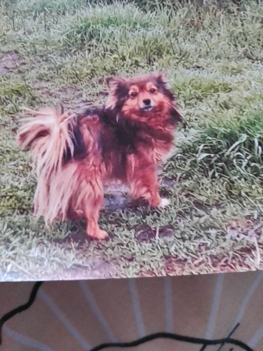 Пропала собака. Просимо повернути за винагороду.