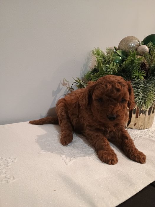 Pudel toy , miniatura śliczny piesek