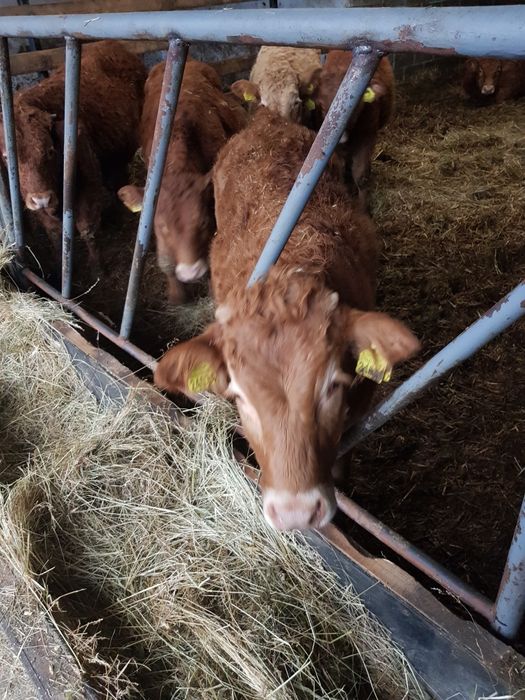 Bydło  Limousine 2szt.