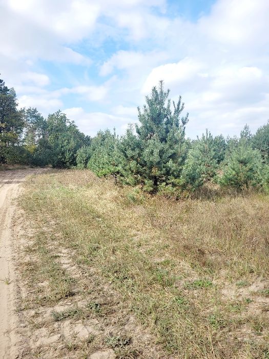 Земельна ділянка, житлова забудова село Пряжів