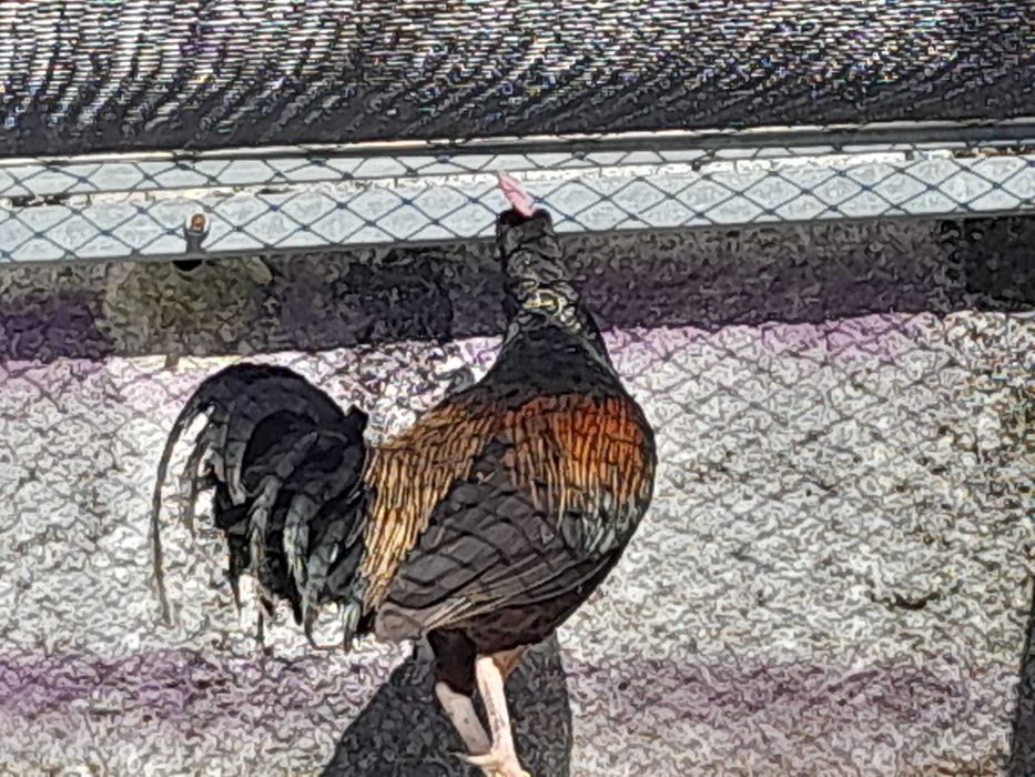 Gallus Várius, Vs., Green Junglefowl