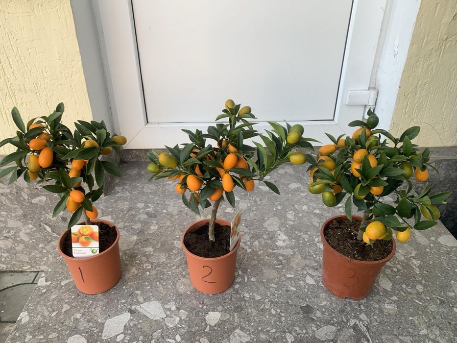 Цитруси! Кумкват! Червоний лайм! Мандарин! Калістимон! Орхідеї!