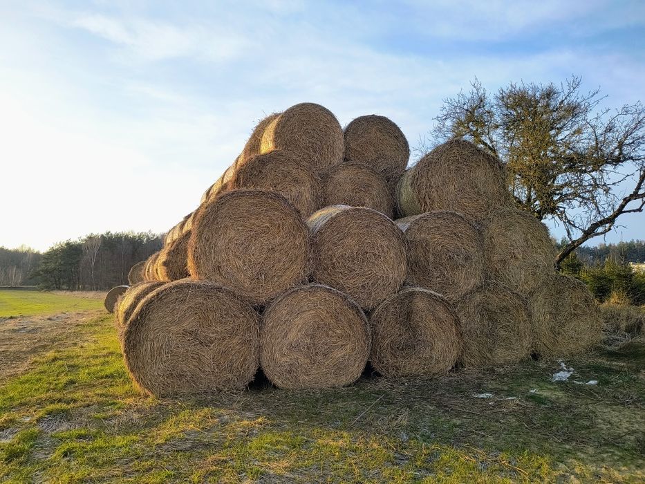 Sprzedam słomę  pszenna i pszenzytnia