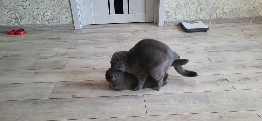 Котик шотландський висловухий (Scottish Fold) шукає подружку/наречену