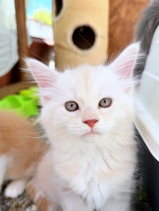 Gatinho Maine Coon bebé