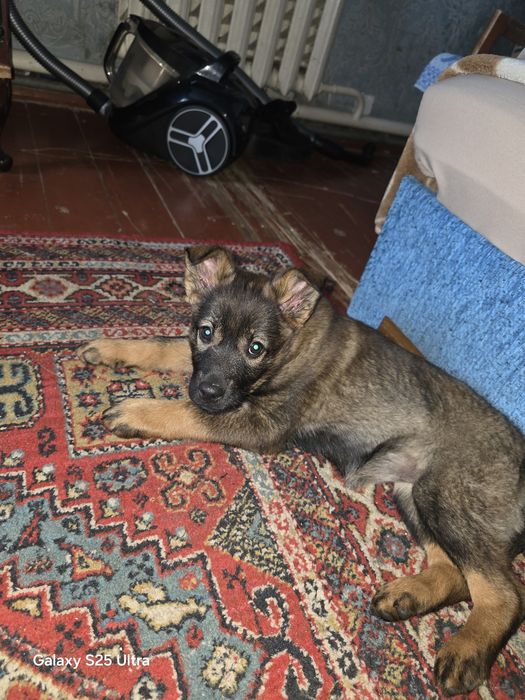 Отдам собачку в хорошие руки