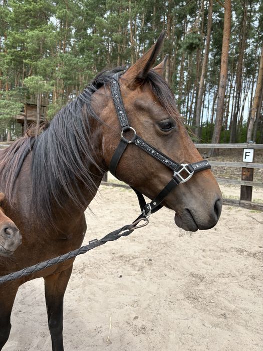APH Klacz 2022 r American Paint Horse z certyfikatem