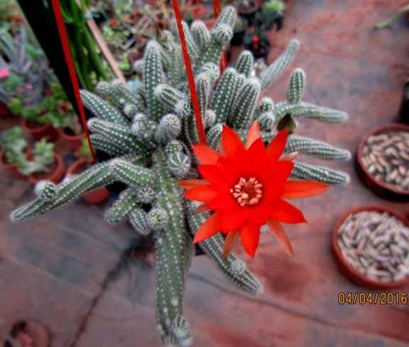 Алое Смарагд продам